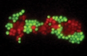 Rapid Sepsis Species Identification Assays