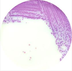 RAPID Salmonella for dairy products