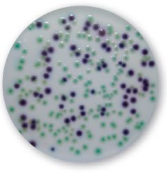 Alternative Methods for Water Analysis