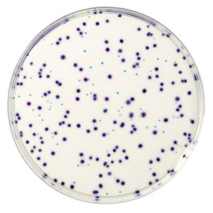 Count E coli and Coliforms on one chromogenic plate