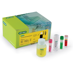 Enterobacteriaceae PCR