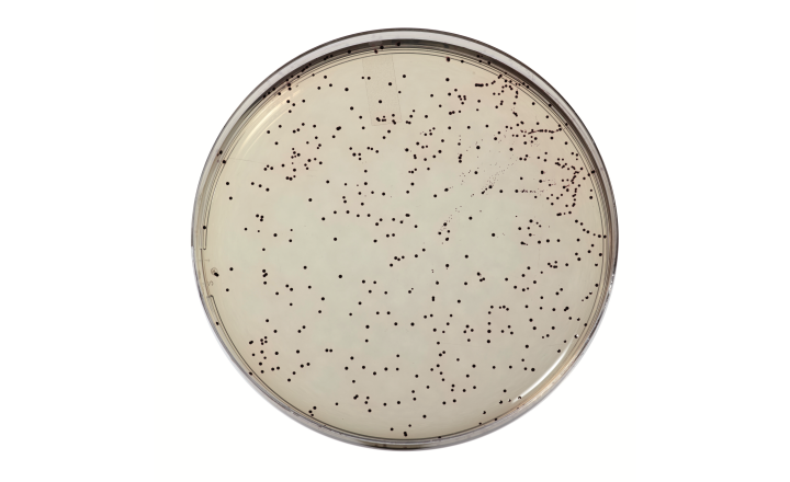 agar plate