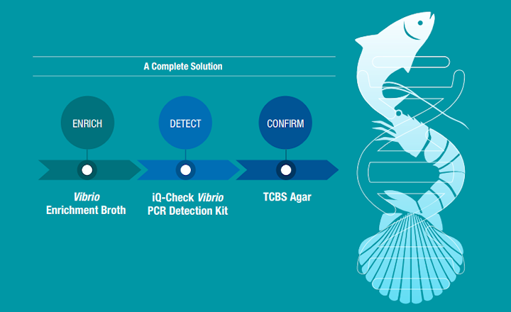 PCR for Detection of Vibrio in Seafoods