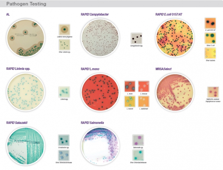 Chromogenic Media for Food Pathogen Microbiology