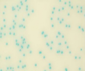 RAPID Listeria spp chromogenic media