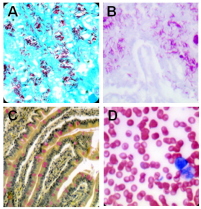 Stains and reagents for microbiology