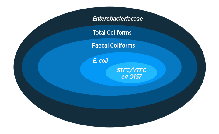 Difference between Ecoli and STEC VTEC