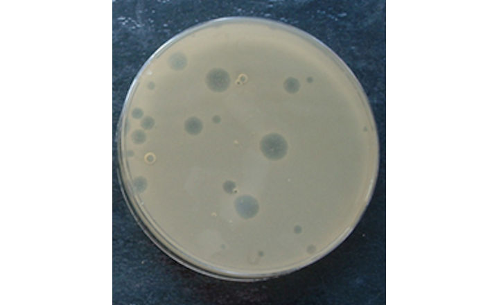 Campden BRI Phi6 virus SARS CoV 2 Surrogate Cleaning