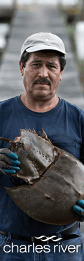 Charles River Horseshoe Crab Conservation