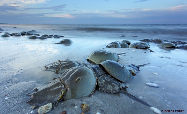 LAL is saving the Atlantic horseshoe crab