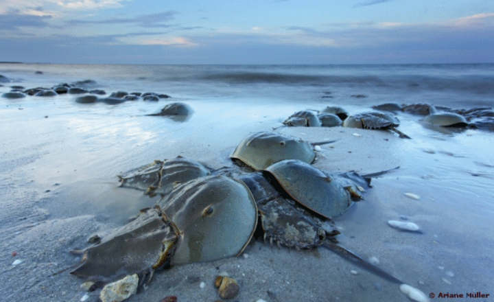 Horseshoe Crabs