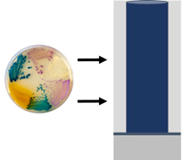 Combined use of chromogenic media and MALDI-TOF MS