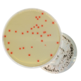 Clostridium perfringens agar that does not need agar overlay