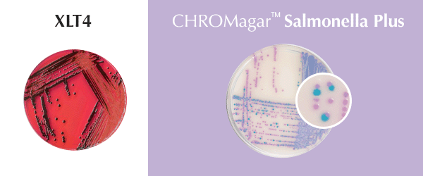 2524_2_CHROMagar_Salmonella_Plus_XLT4