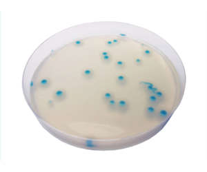 CHROMagar b cereus agar showing blue colonies on a petri dish