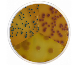 CondaChrome PEC Agar