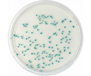 CondaChrome TBX Agar