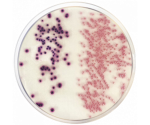 CondaChrome CCA Agar