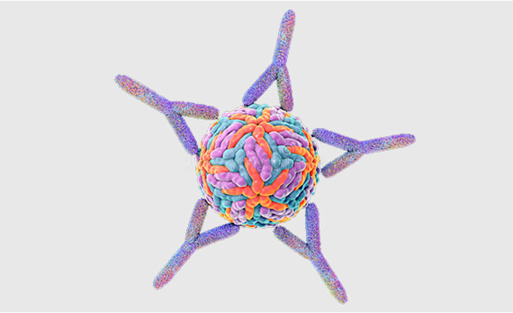 Antibody pairs for SARS CoV 2 antigen lateral flow development