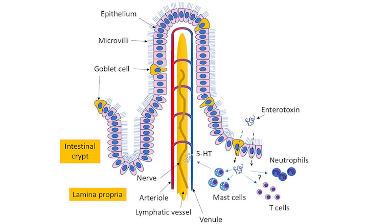 Staphylococcal Enterotoxin Antigens