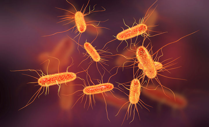 PCR detection for STEC in food