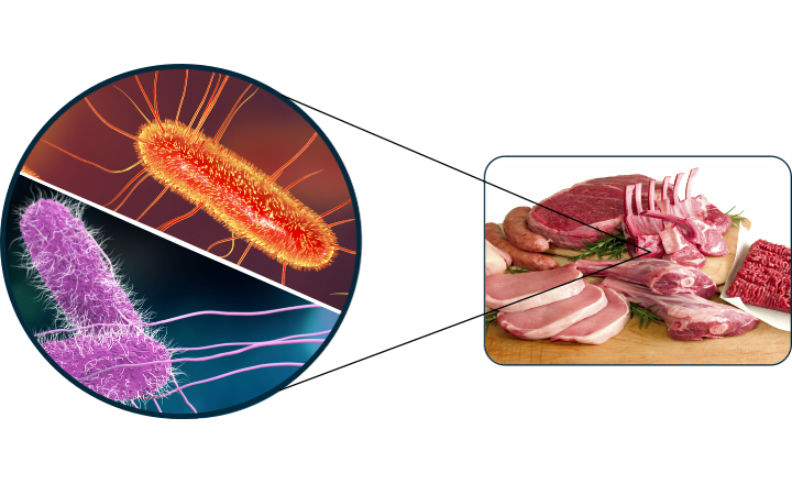 Salmonella and STEC