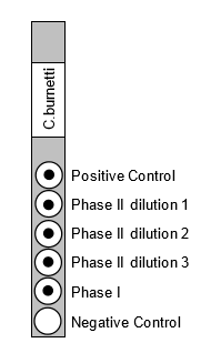 Rickettsia and Coxiella Screening Panels