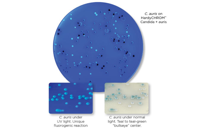 C auris on HardyCHROM Candida plus auris