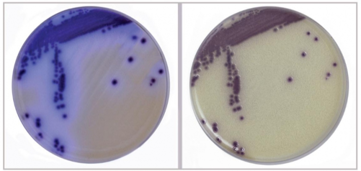 Differentiate 3 Vibrios on one plate