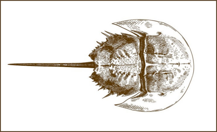 horseshoe crab