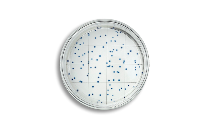 Heterotrophic plate counts