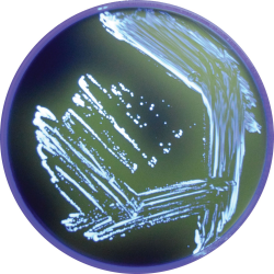 Pre-poured Pinnacle™ Legionella plates