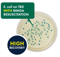 Ready-to-use MMGA agar plates