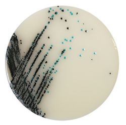 Chromogenic Agar for Salmonella Esterase