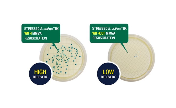 Resuscitation of Stressed and Injured E coli