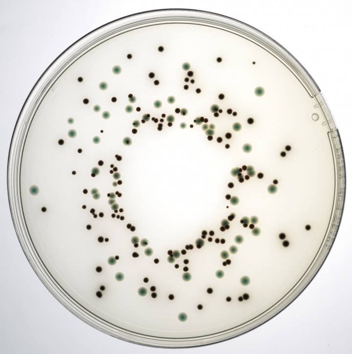 Lab M Salmonella