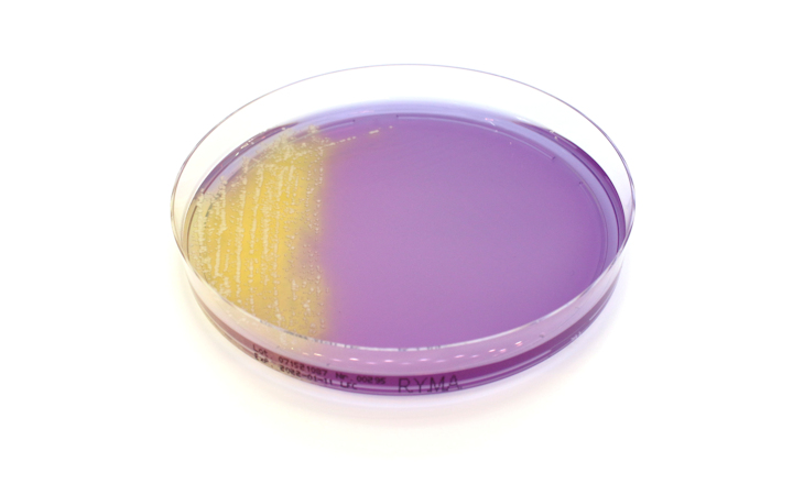 Rapid YM Agar