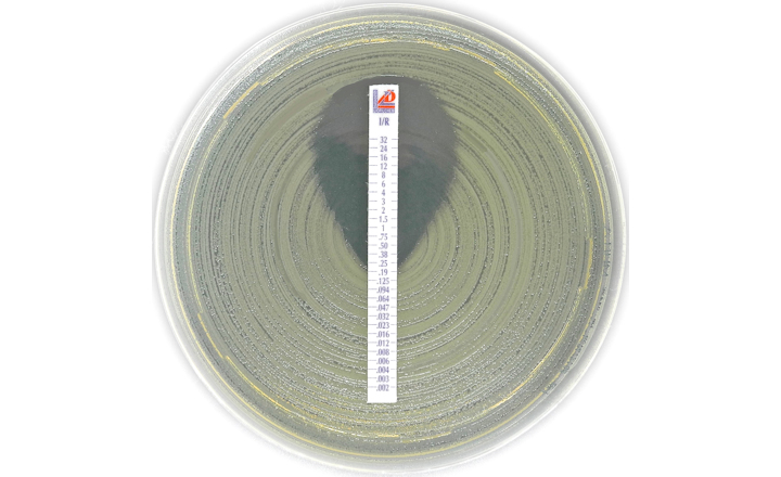 Liofilchem Testing Strips