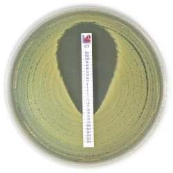 Ceftolozane-tazobactam MIC Test Strip