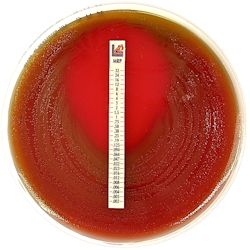 MIC Test Strip for Meropenem