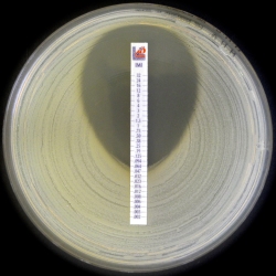 Liofilchem AST and Resistance Test kits