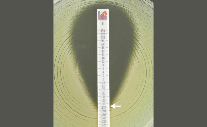 Liofilchem MIC strip Erythromycin