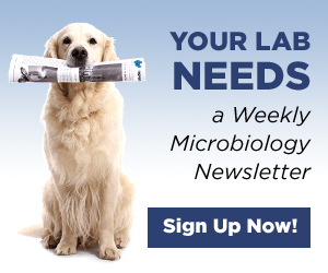 Subscribe to the rapidmicrobiology newsletter for free
