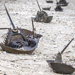 Horseshoe Crabs