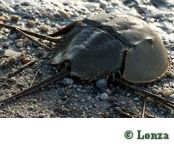 Lonza Horseshoe Crab