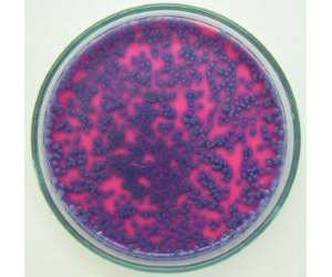 Chromoselect Bacillus Agar