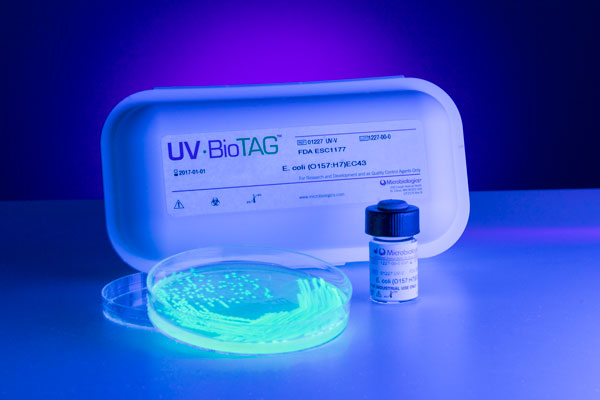 green fluorescent protein GFP marked Listeria QC strain