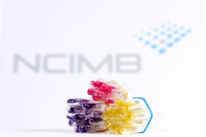NCIMB strains used for biofilm investigation