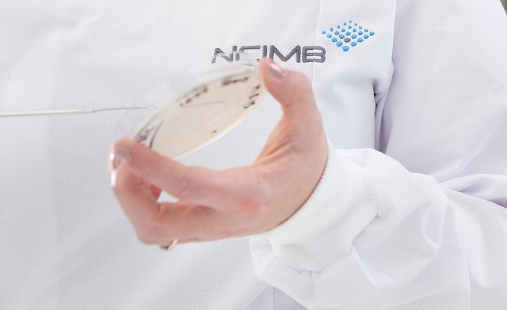 A close up of a scientist in an NCIMB lab coat holding a Petri dish and picking off colonies