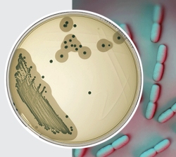 Listeria ONE Broth ONE Plate